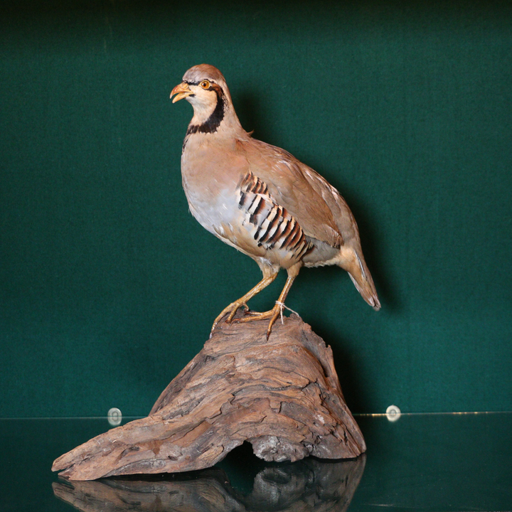 Perdiz Chukar macho