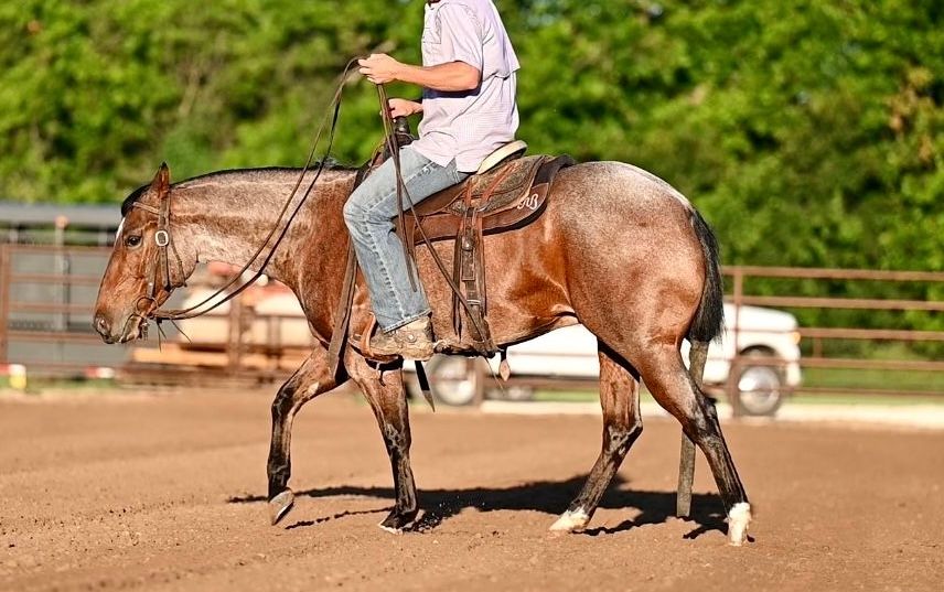 MIAMI *By Metallic Cat* | Horse Bid, LLC