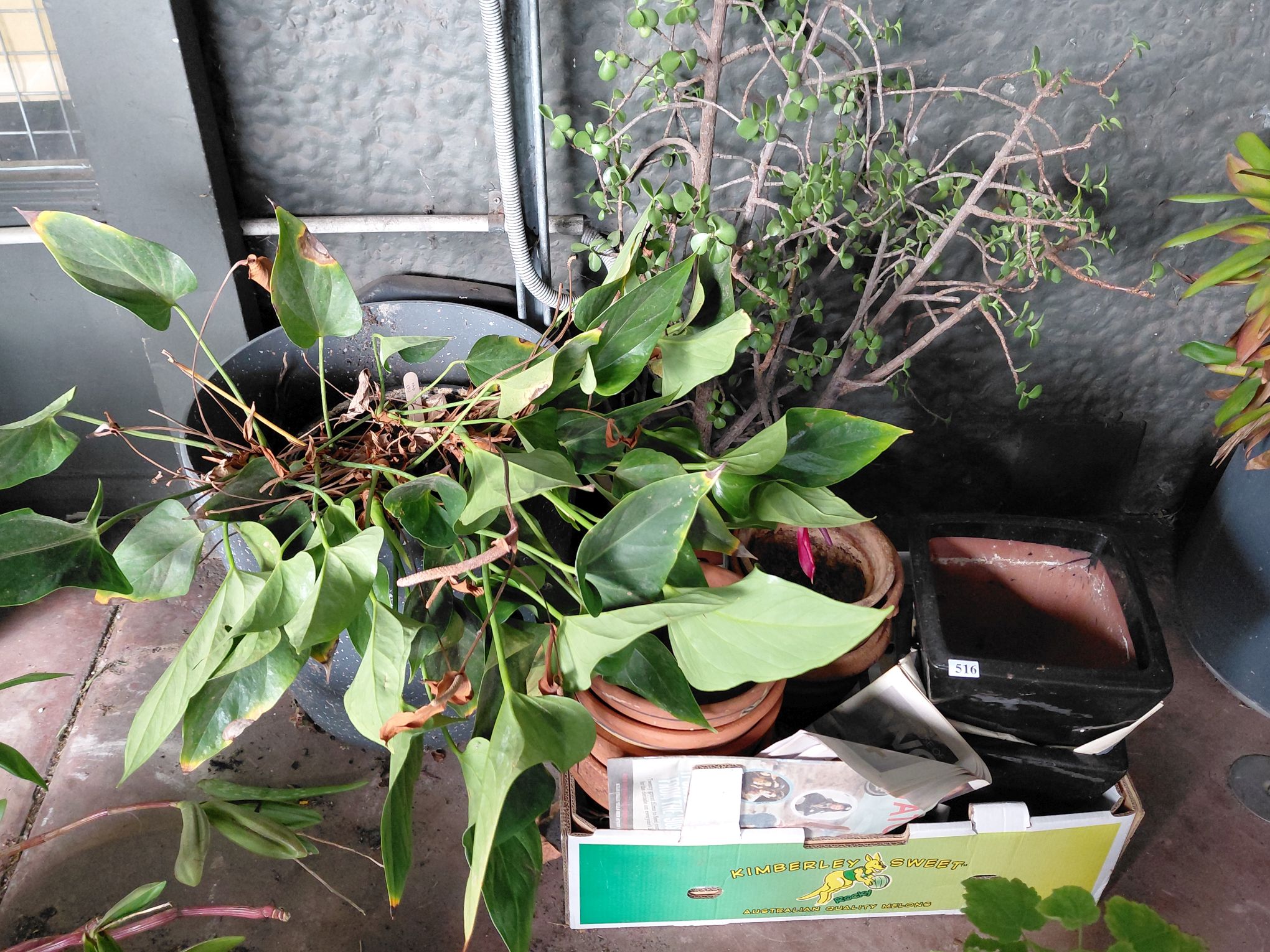 Potted Lily Plant
