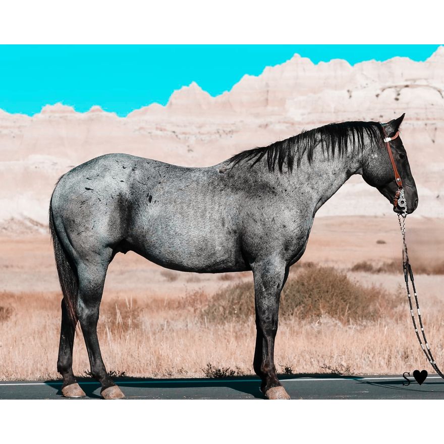 Blueberry | XIT Western Productions