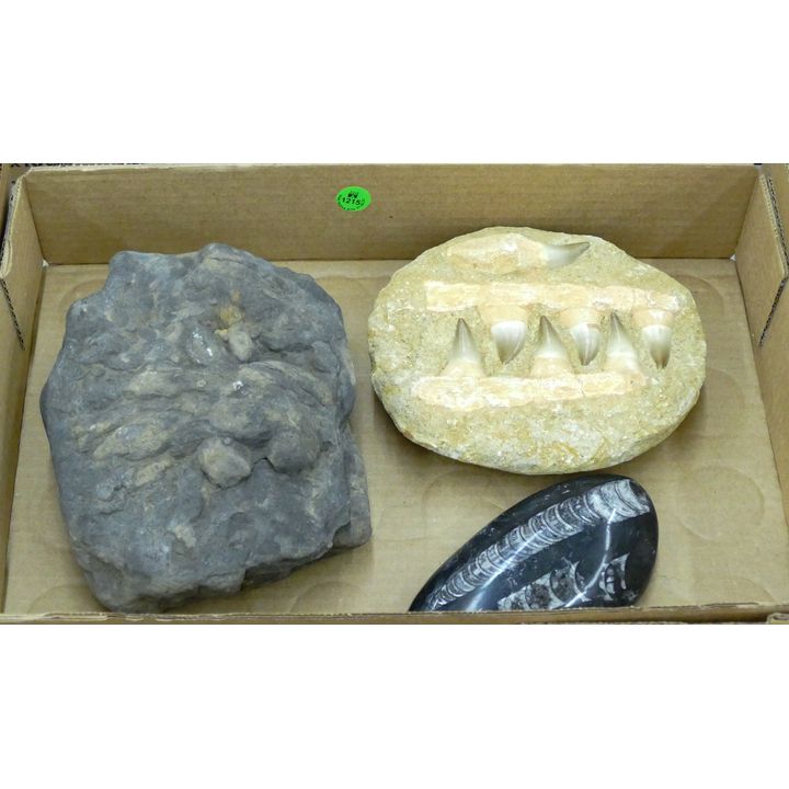 Box 3pc Misc. Stone Fossils - Teeth etc.