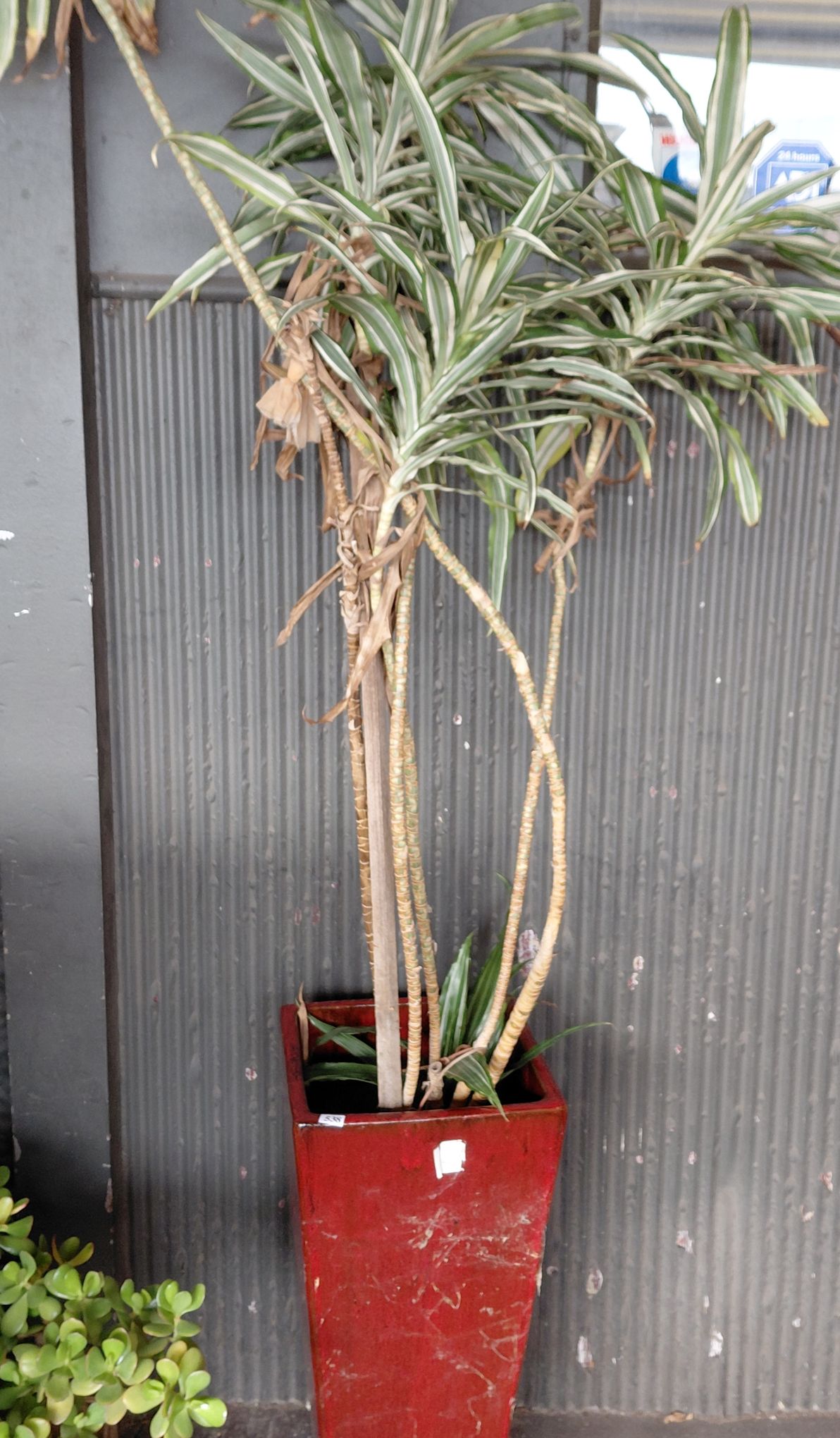 Potted Varigated Dracena Plant