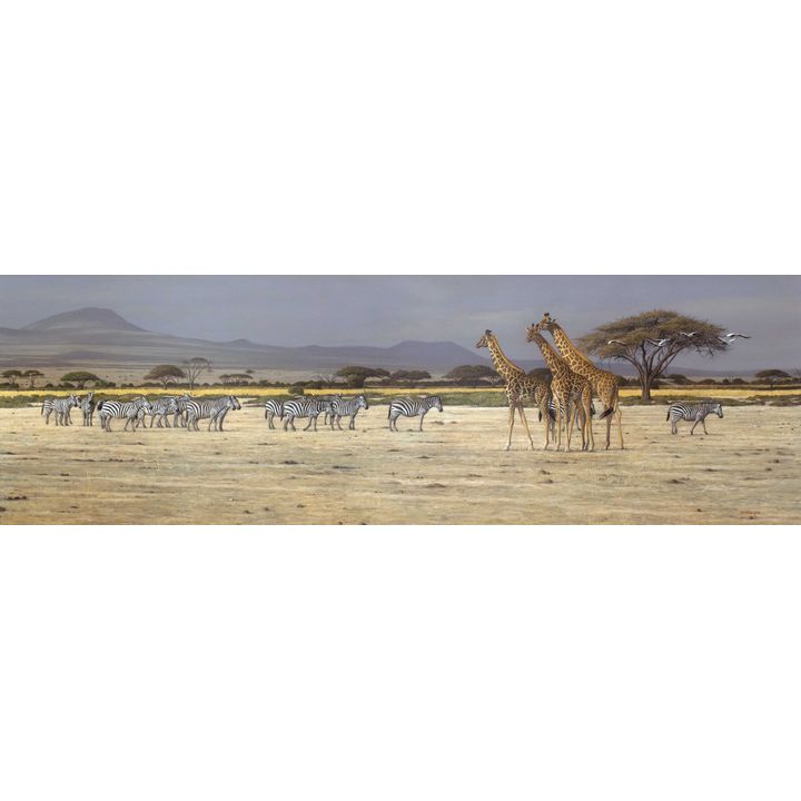 Edward Spera, Amboseli