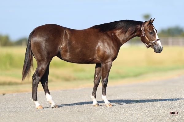 Cover Model, 2025 chestnut filly, CR Gotcha Covered x Toy Story Three, Lot 207 in the Solo Select October Sale