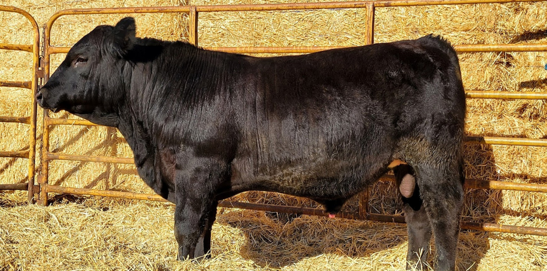 Double Down Bull Sale | Gold Buckle Horse Sale LLC
