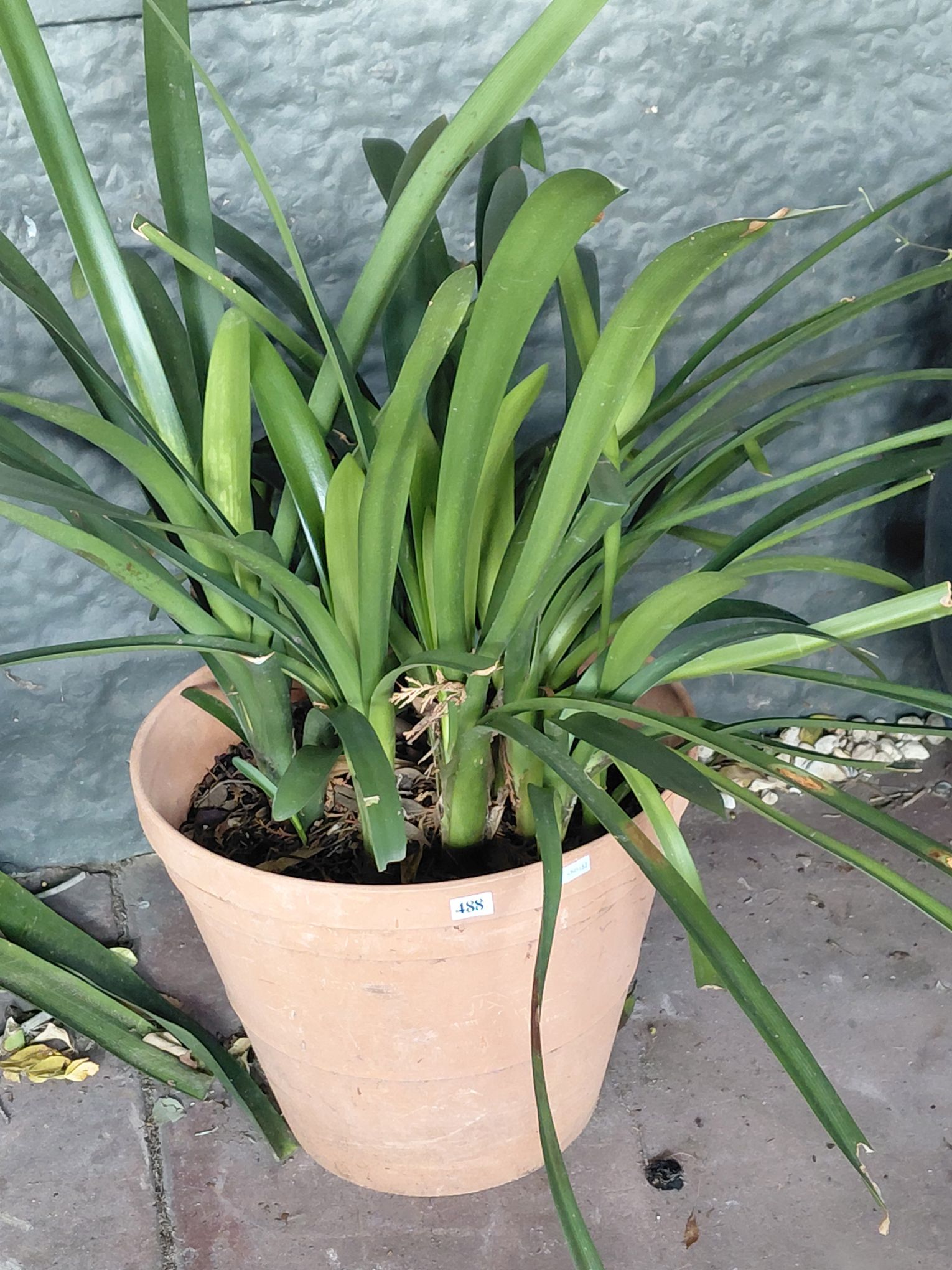 POTTED CLIVIA PLANT
