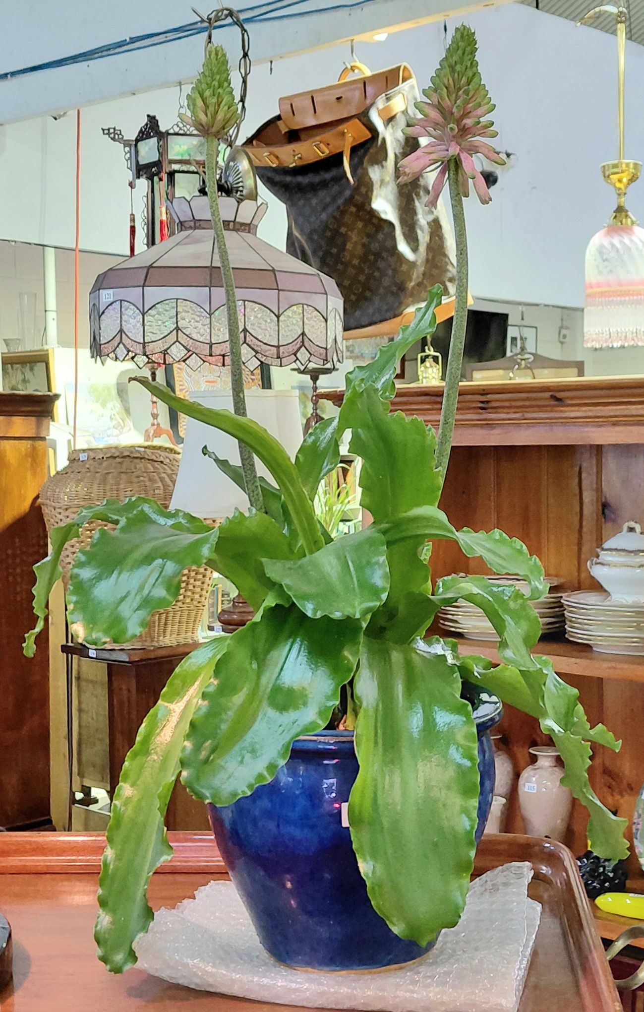 102 · FOREST LILY
