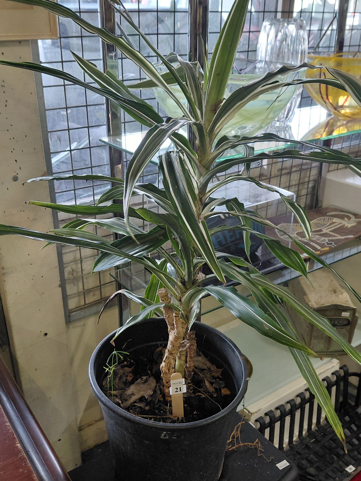 21 · POTTED DRACAENA PLANT