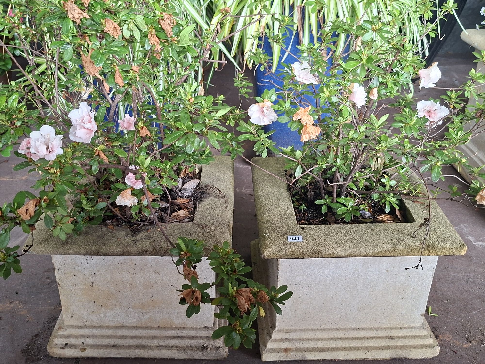Flowering Azalea Plants