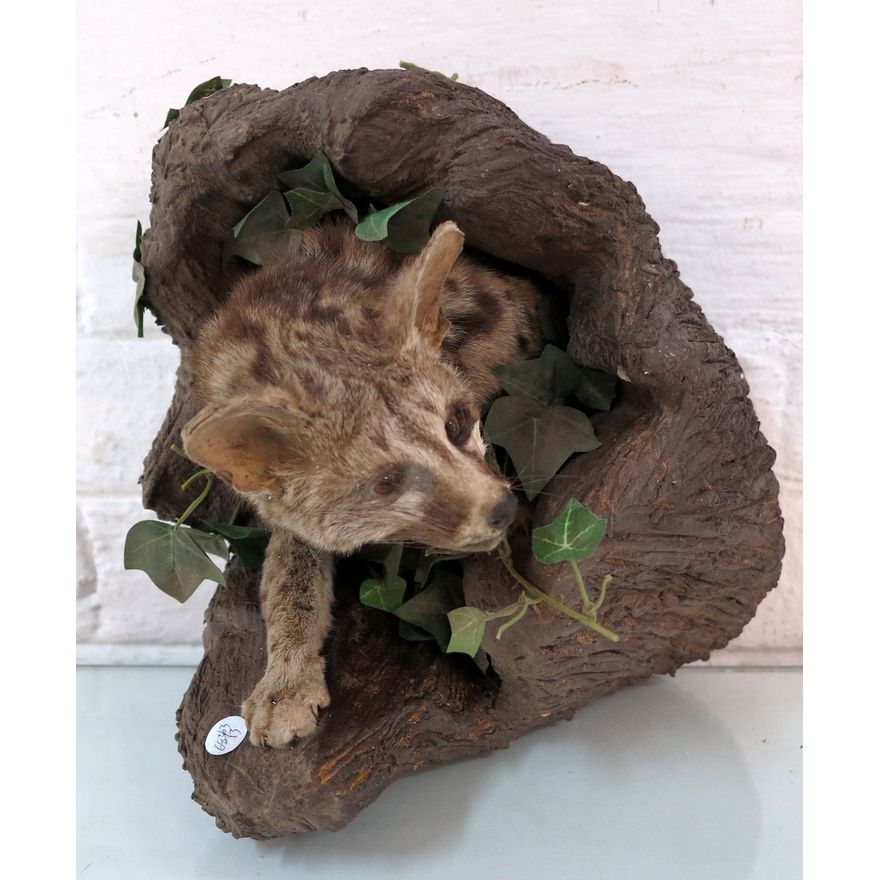 TAXIDERMIC FIGURE.