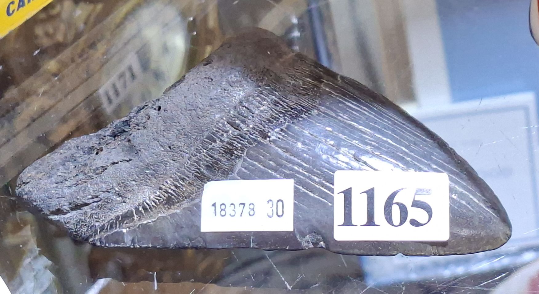 MEGALADON TOOTH