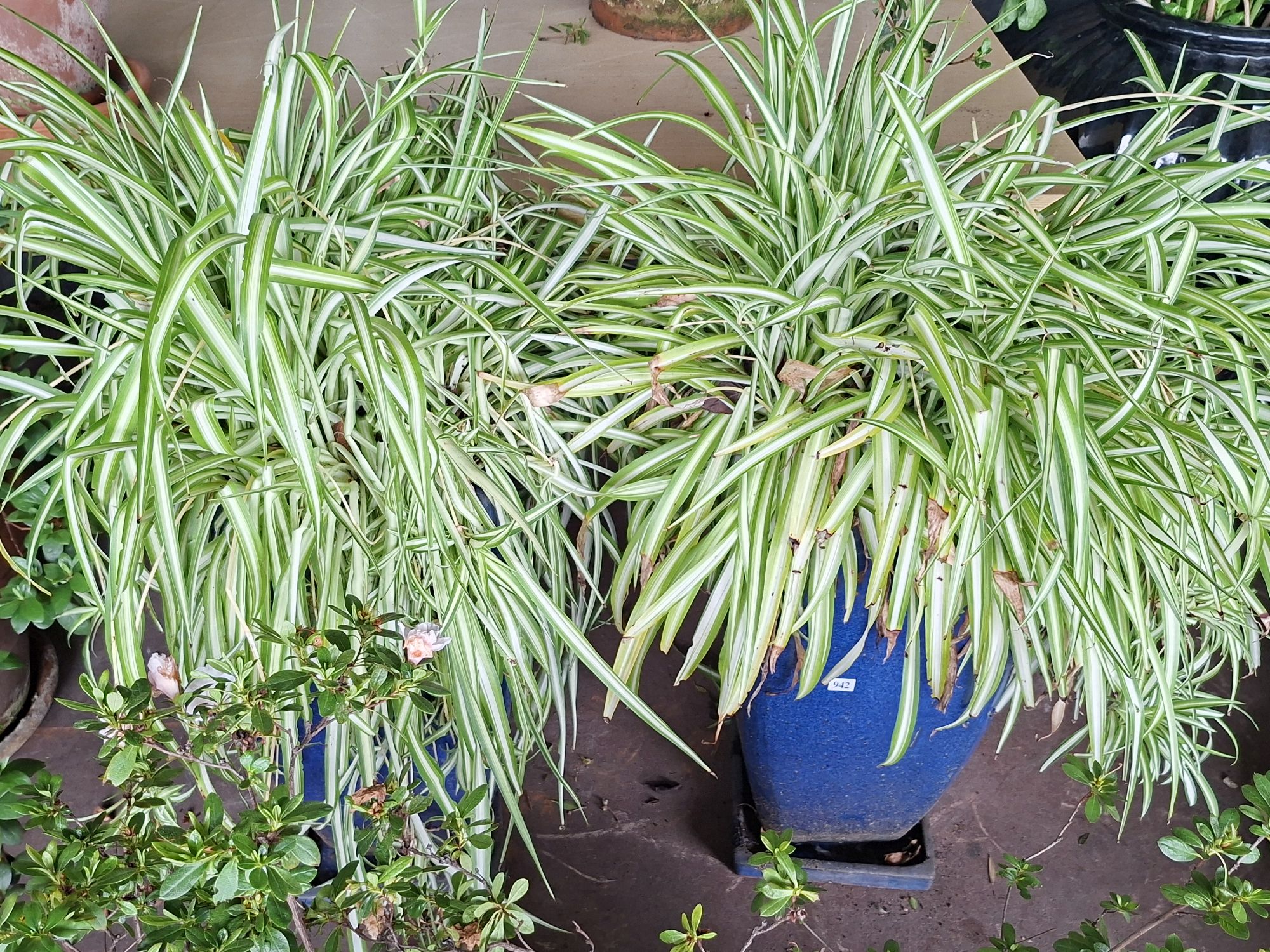 Spider Plants
