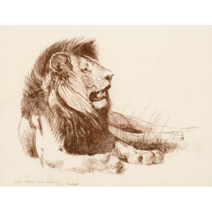 Bob Kuhn (1920-2007, Black Maned Lion Resting