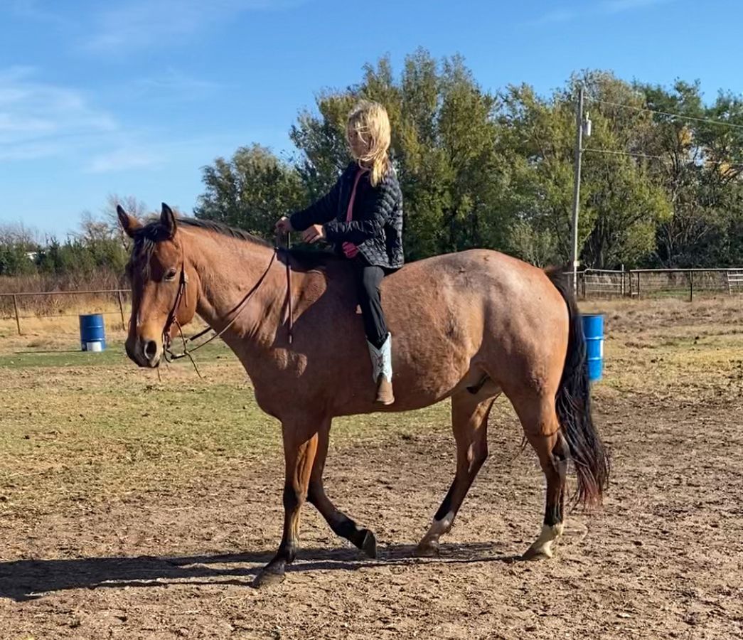 DENALI - 16.1 HAND GENTLE FAMILY GELDING! | Horse Bid, LLC