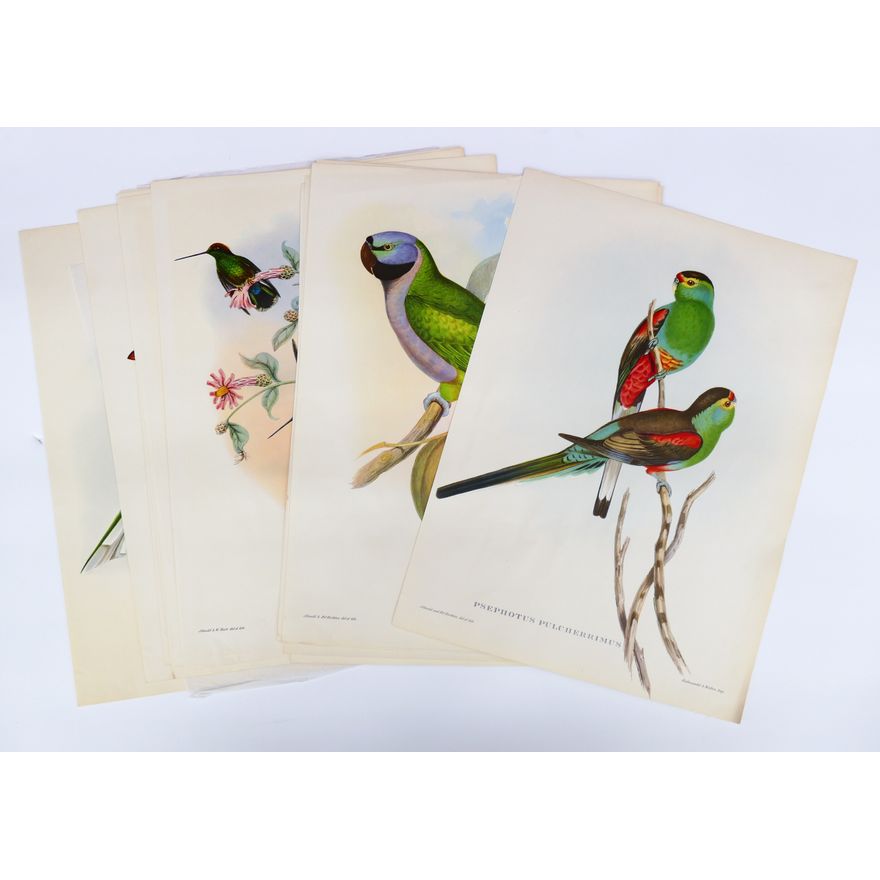 15pc Vintage Gould Bird Lithographs 16''x11.5''