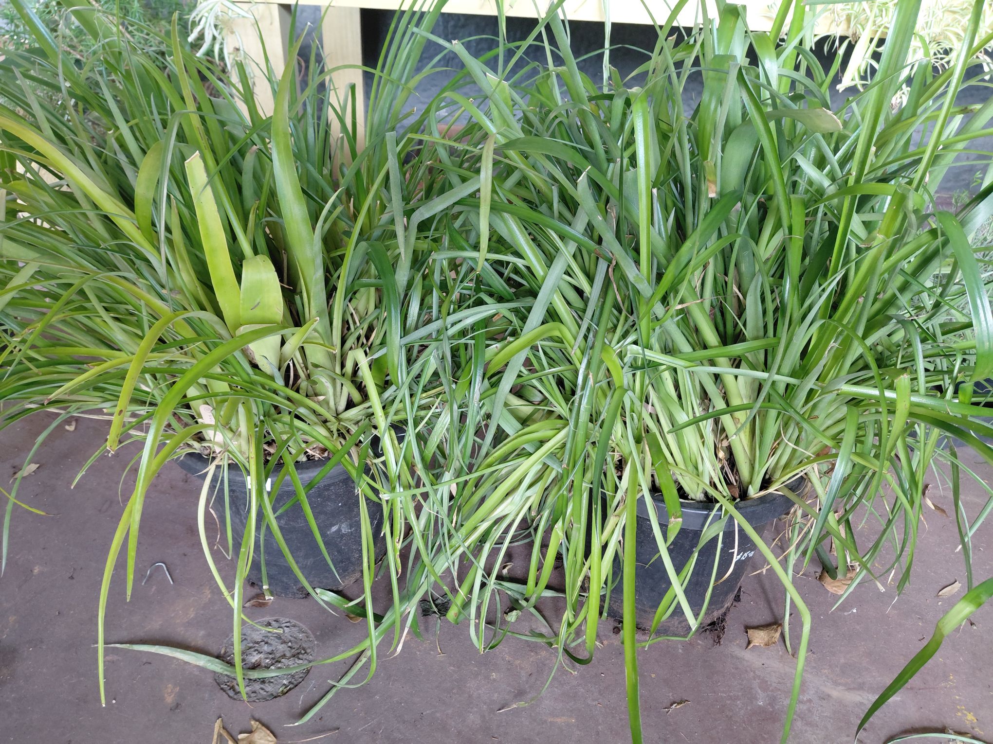 463 · 2 GRASSY PLANTS