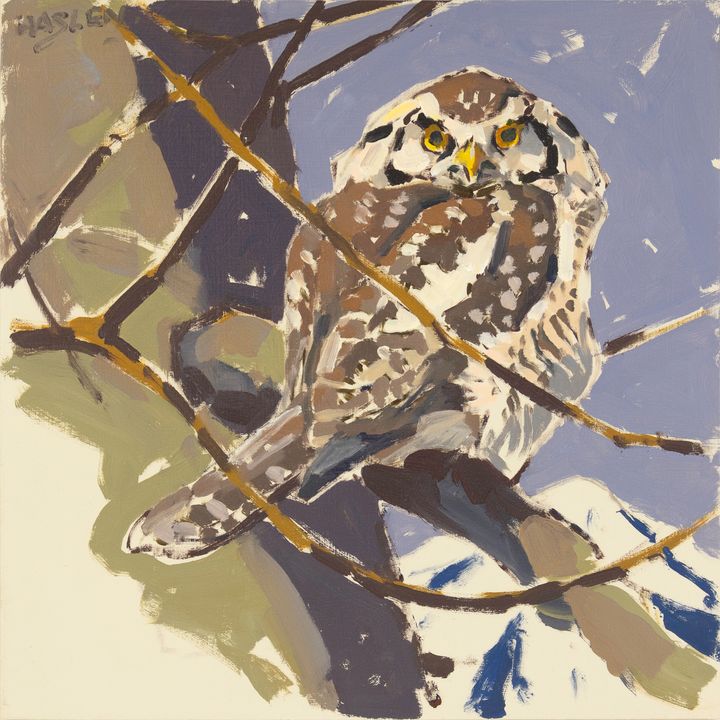 Andrew Haslen (1953- ), Hawk Owl Study 1, 2018