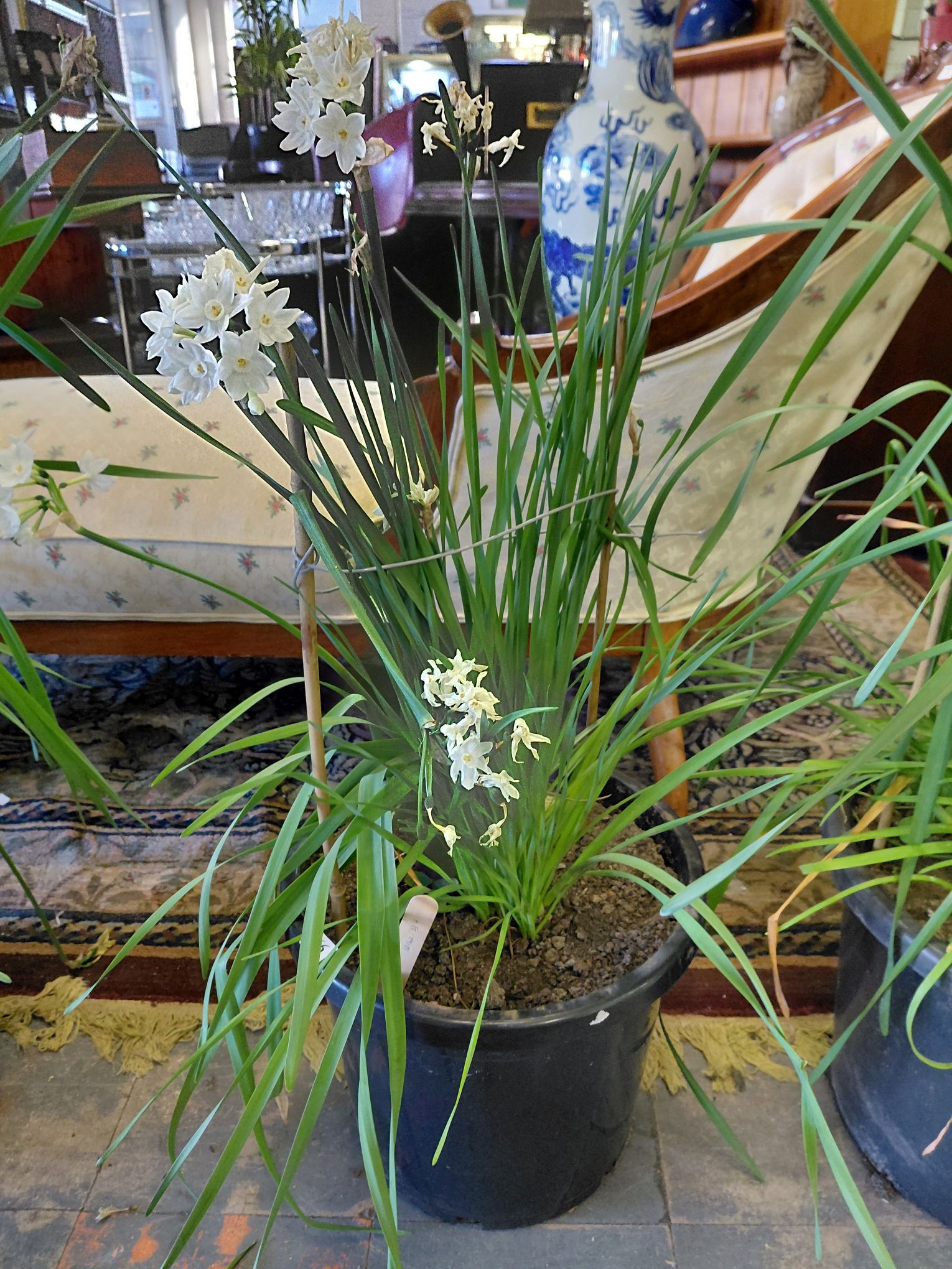 66 · POTTED NARCISSUS