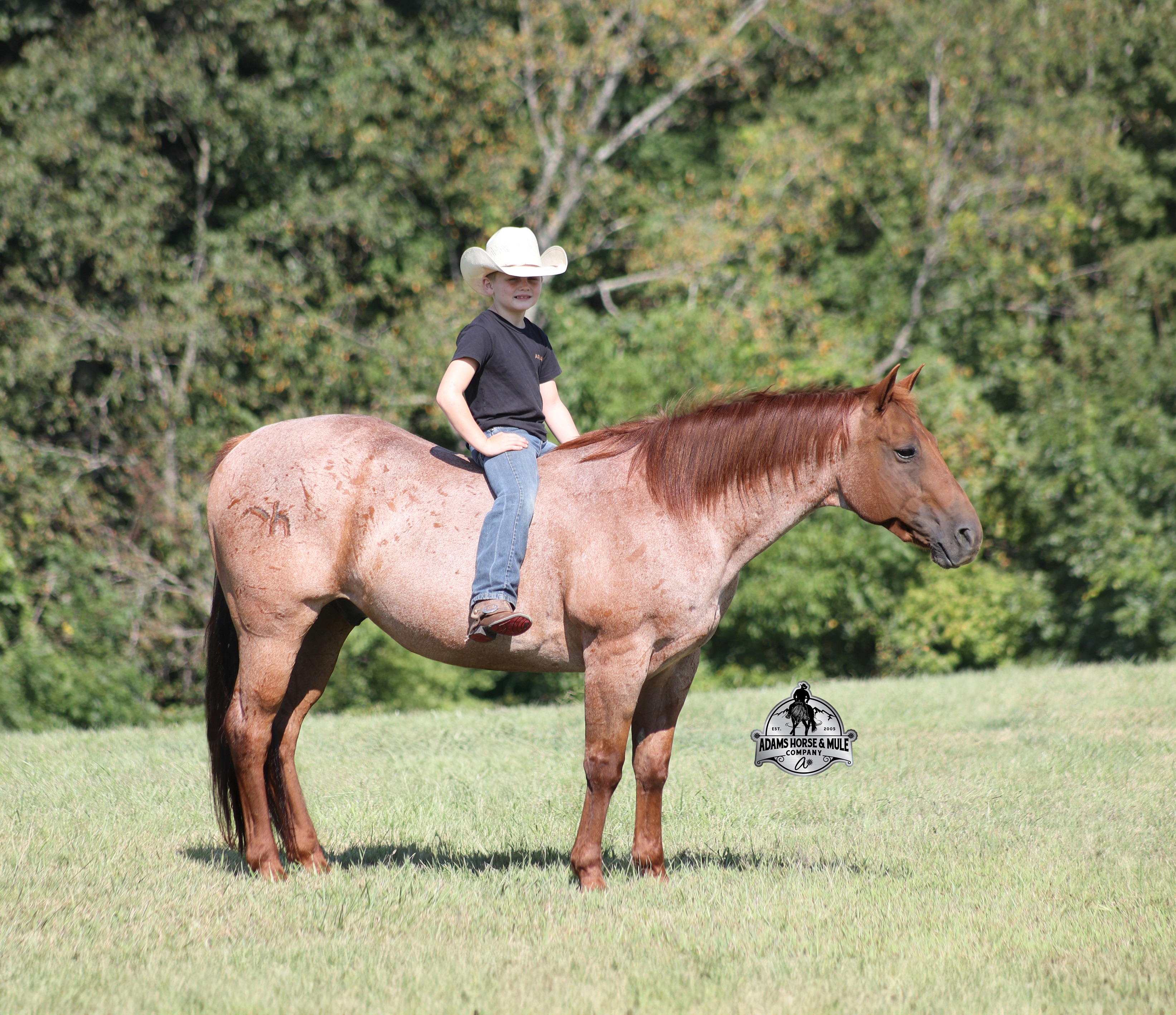 SIMON | Horse Bid, LLC