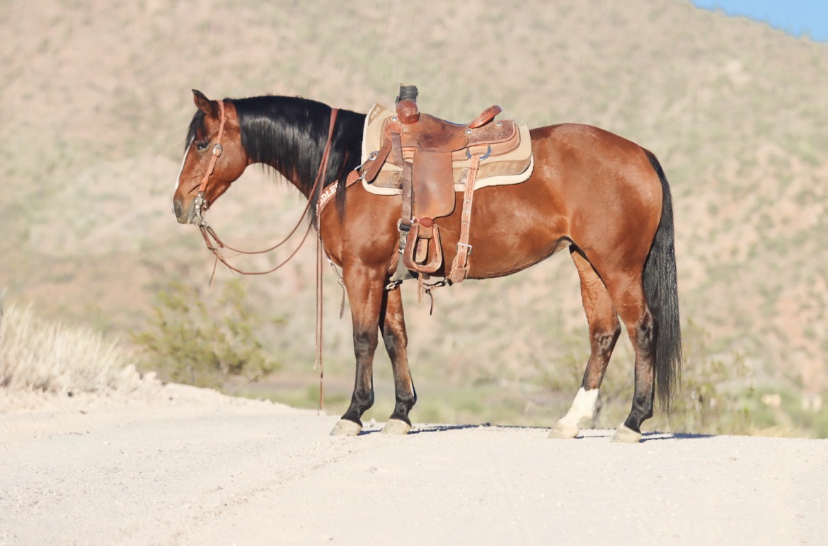 LADY | Horse Bid, LLC