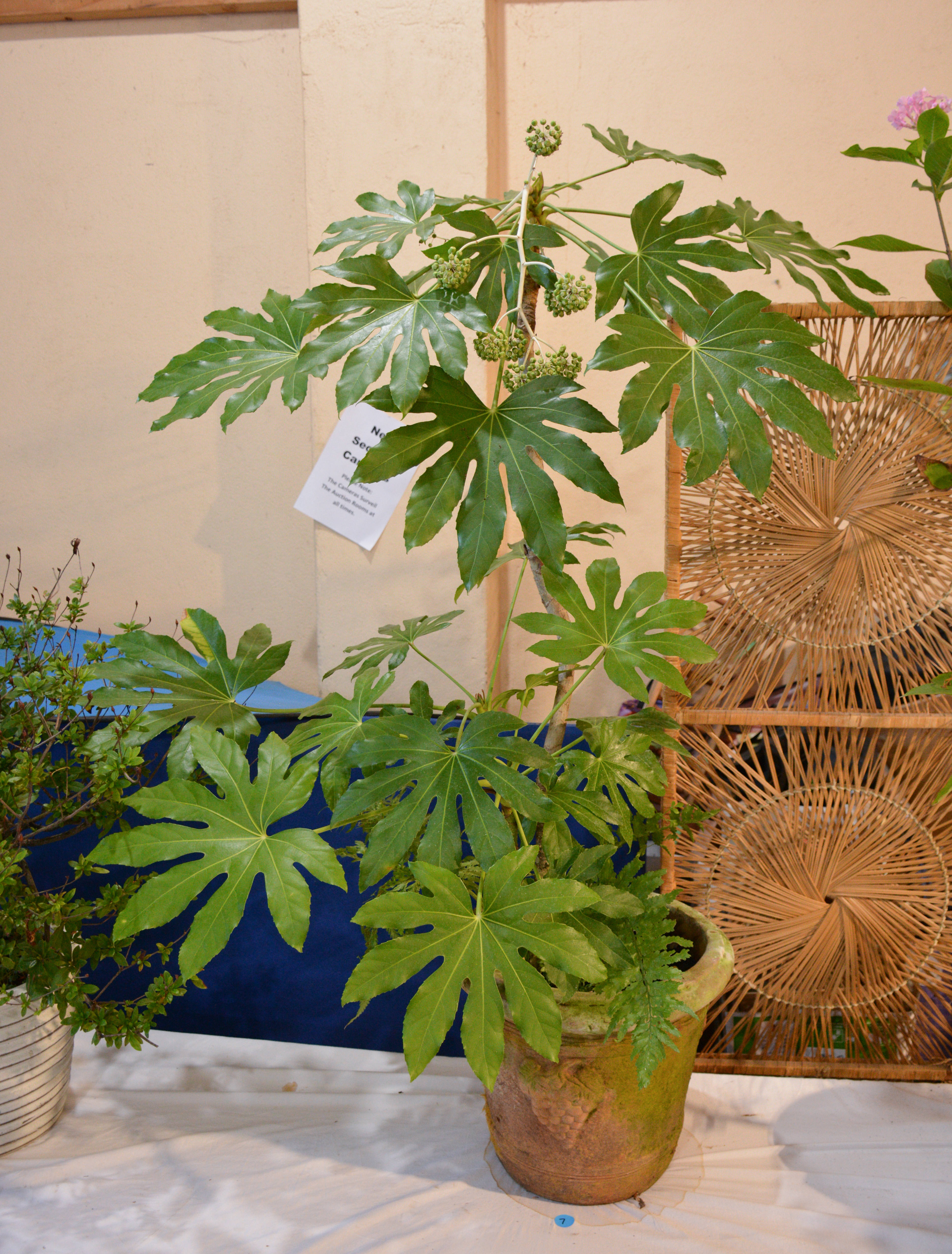 Large Japonica in Terracotta Pot — sold at auction in New Zealand for $55