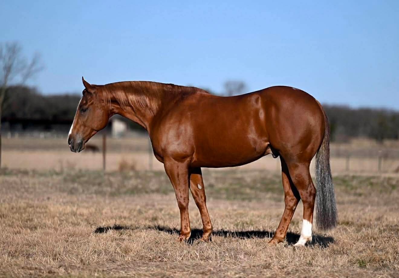 ℳ𝒶𝓇𝒸𝒽 ♦️𝐑𝐈𝐃𝐄𝐑'𝐒 𝐂𝐇𝐎𝐈𝐂𝐄♦️ | Horse Bid, LLC