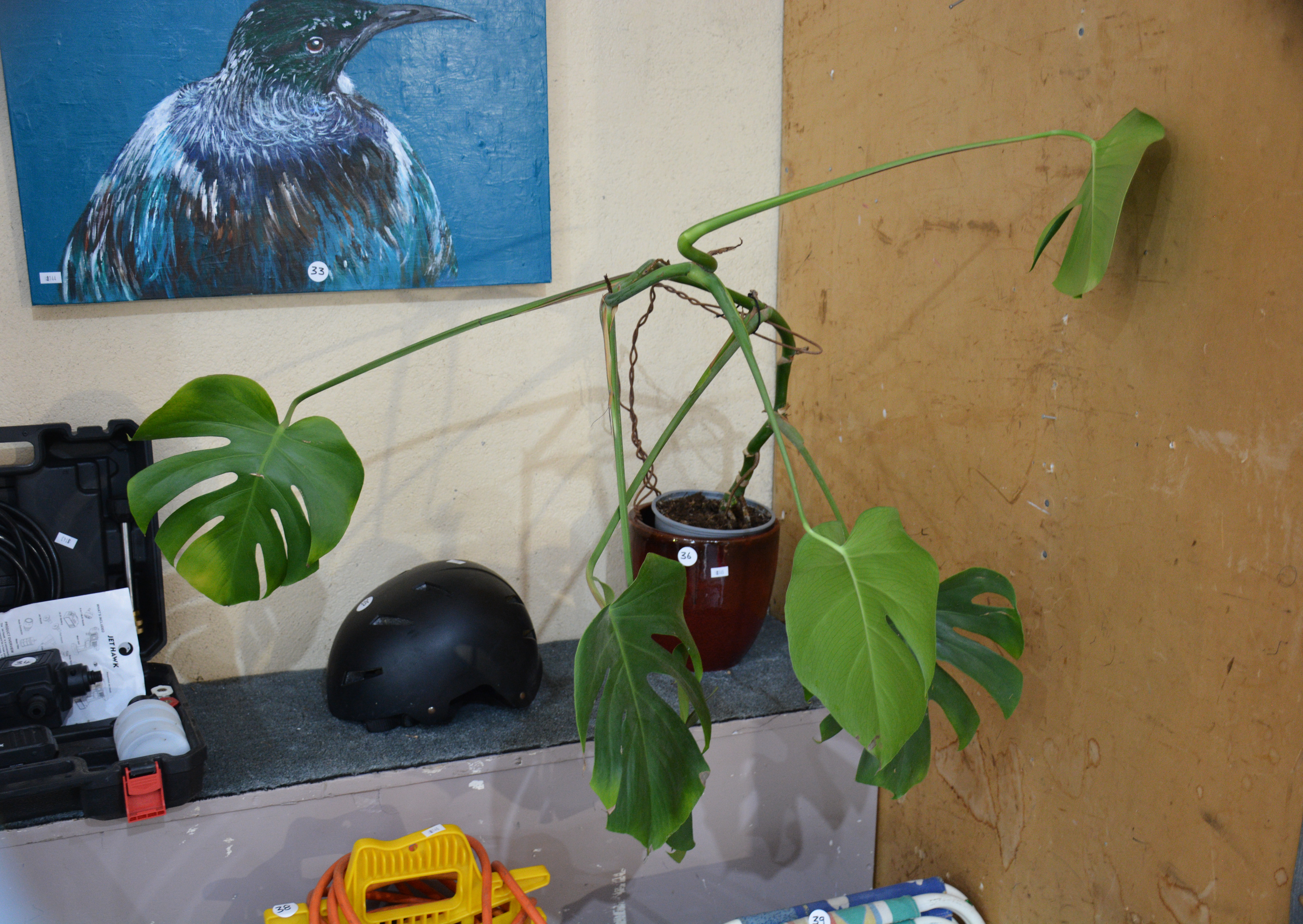 Monstera Plant in Ceramic Pot — sold at auction in New Zealand for $35