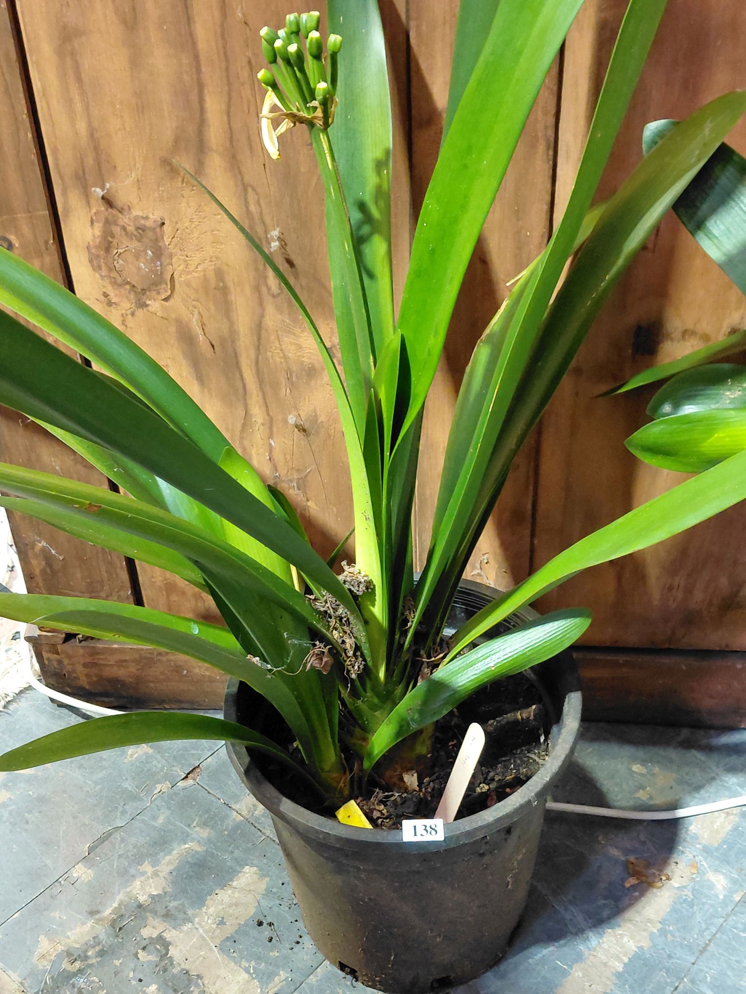138 · POTTED YELLOW CLIVIA
