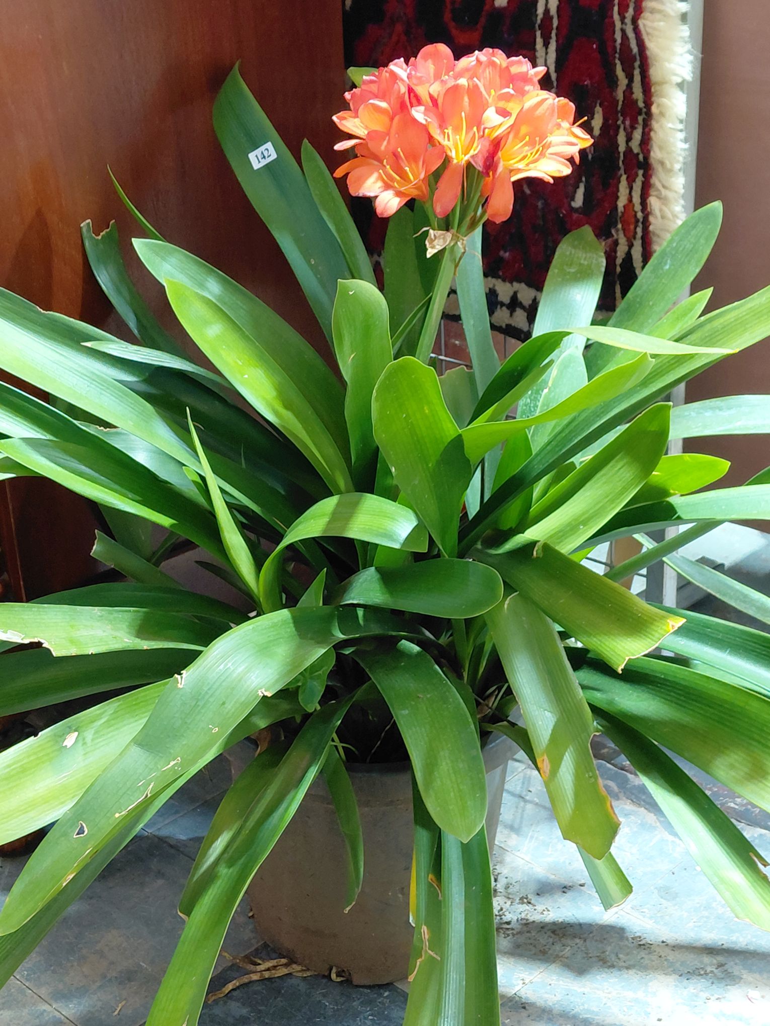 142 · ORANGE FLOWERING CLIVIA