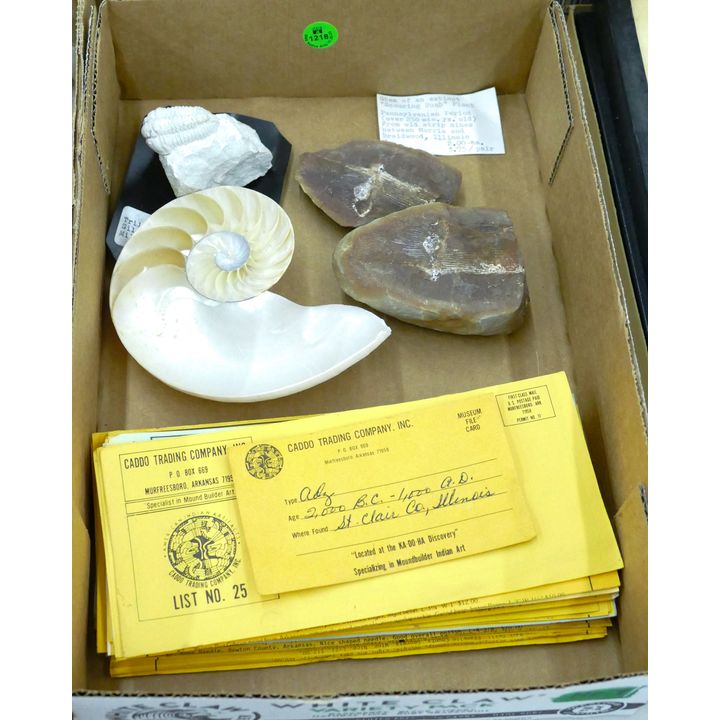 Box Trilobite & Scouring Rush Plant Fossils etc.