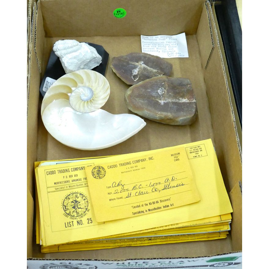 Box Trilobite & Scouring Rush Plant Fossils etc.