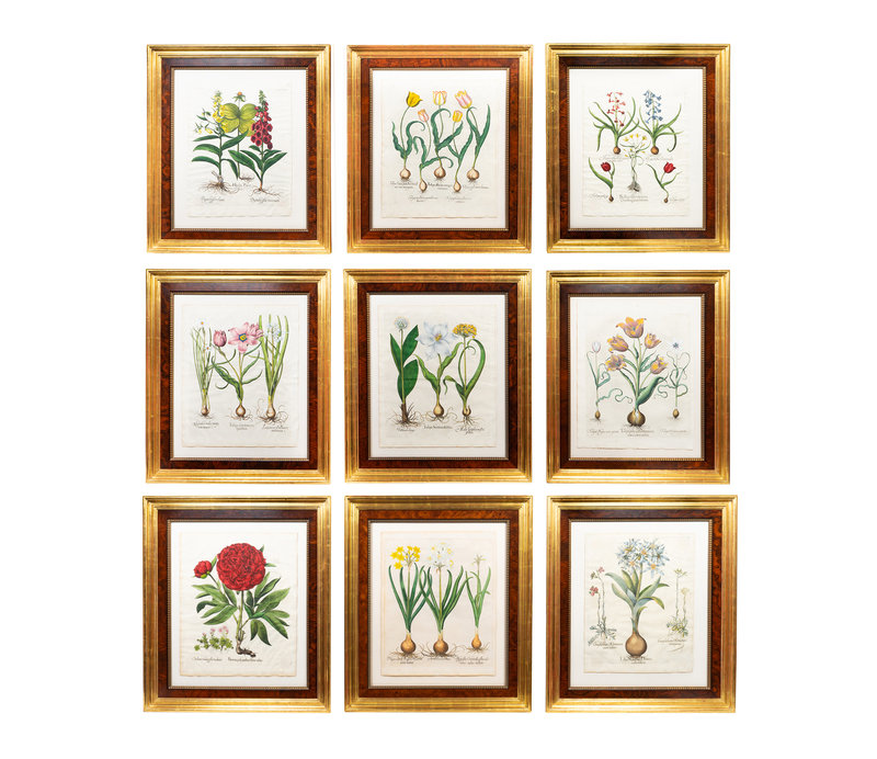 A Set of Nine Hand-Colored Botanicals After Basilius Besler
Sheet 21 x 16 inches.