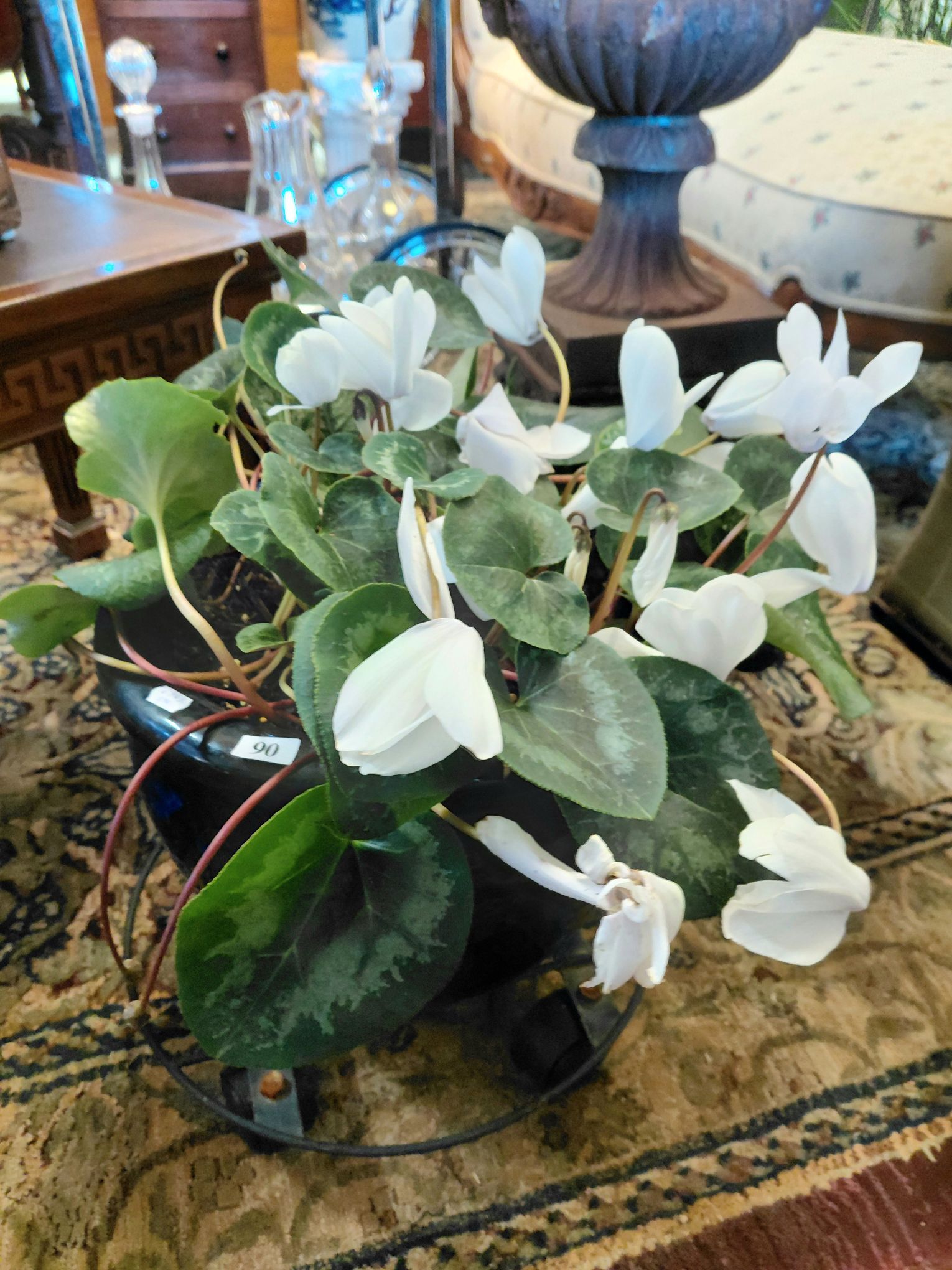 90 · CYCLAMEN