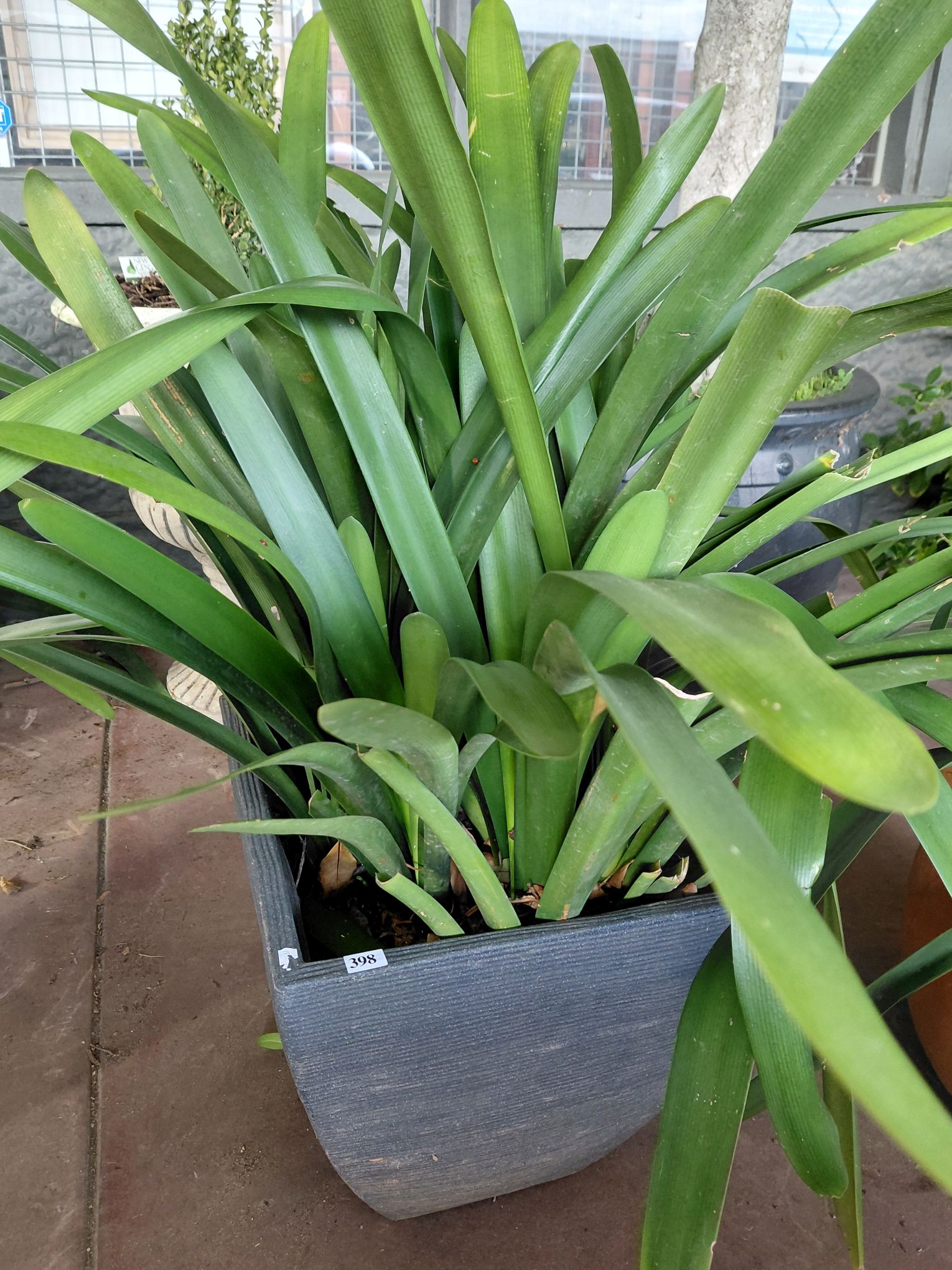 398 · CLIVIA