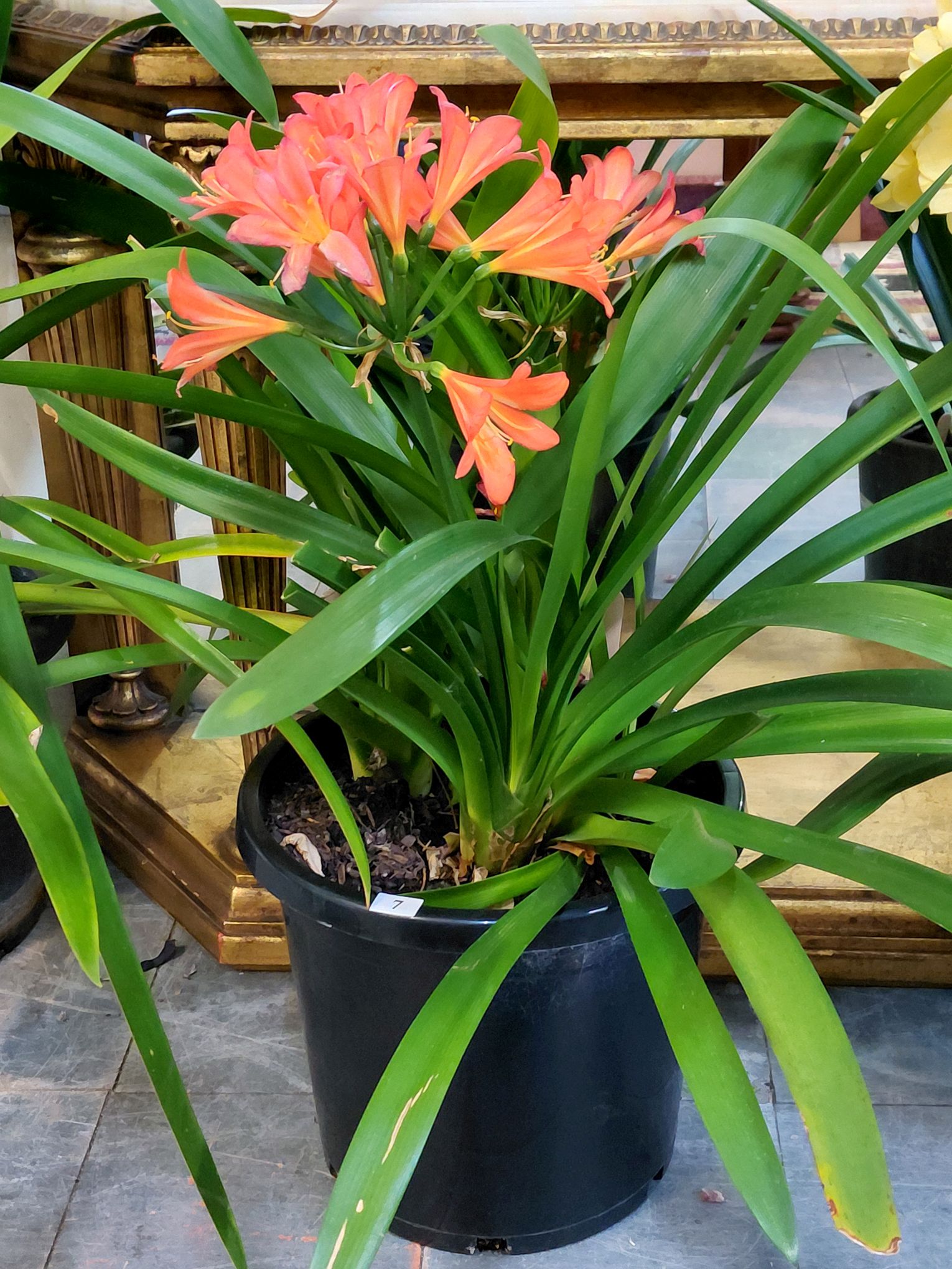7 · CLIVIA PLANT
