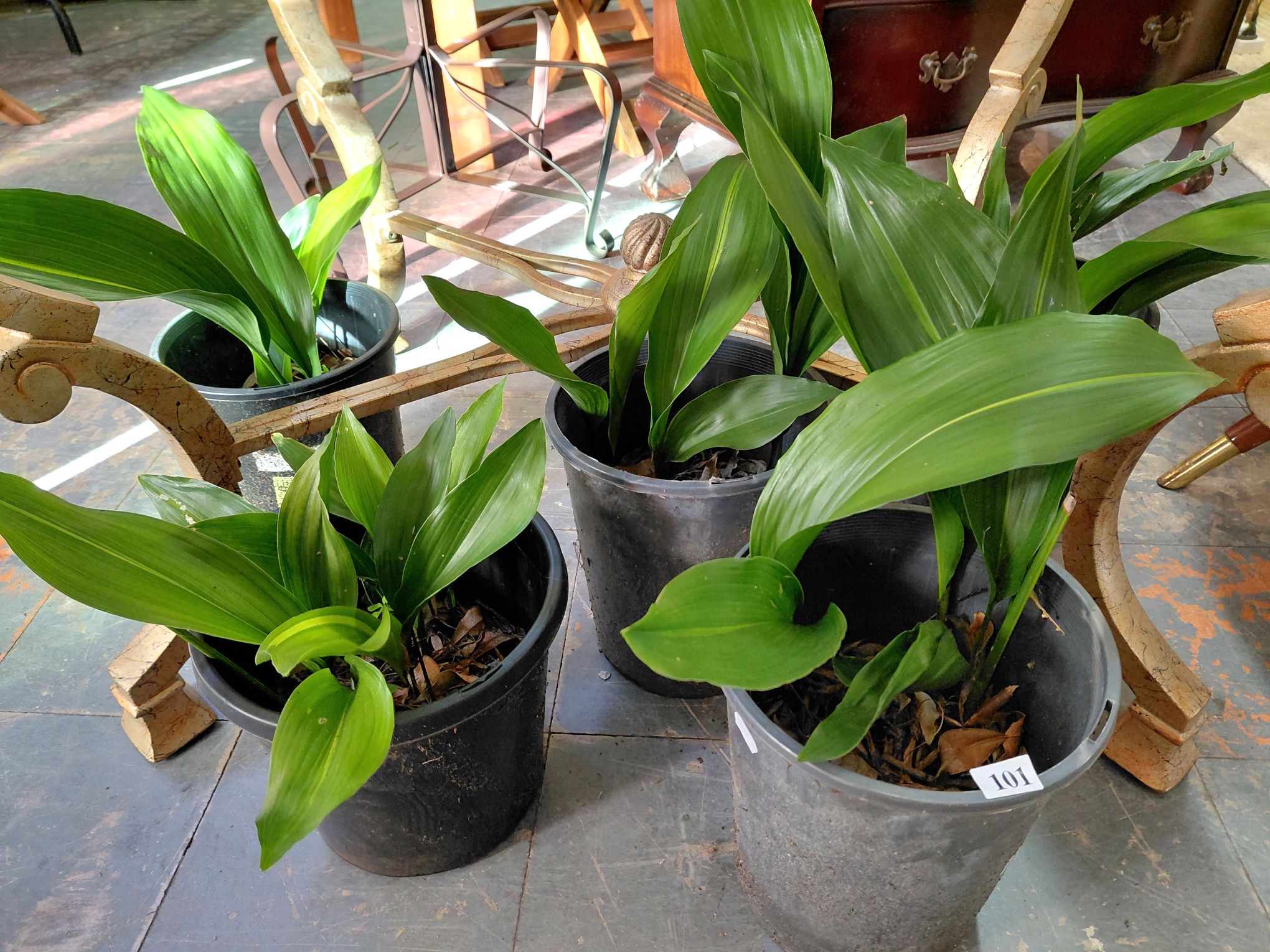 Collection Of Five Aspridis