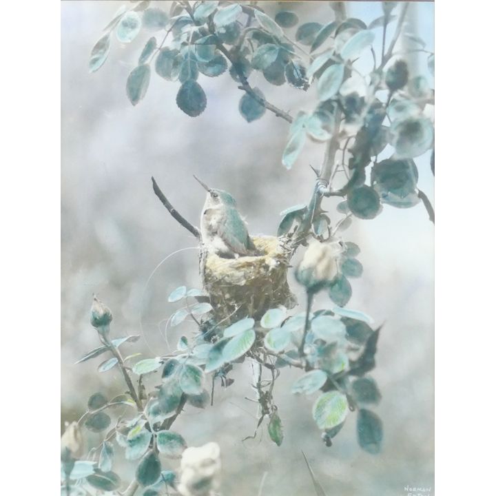 Norman Edson Hummingbird Colored Photograph Framed