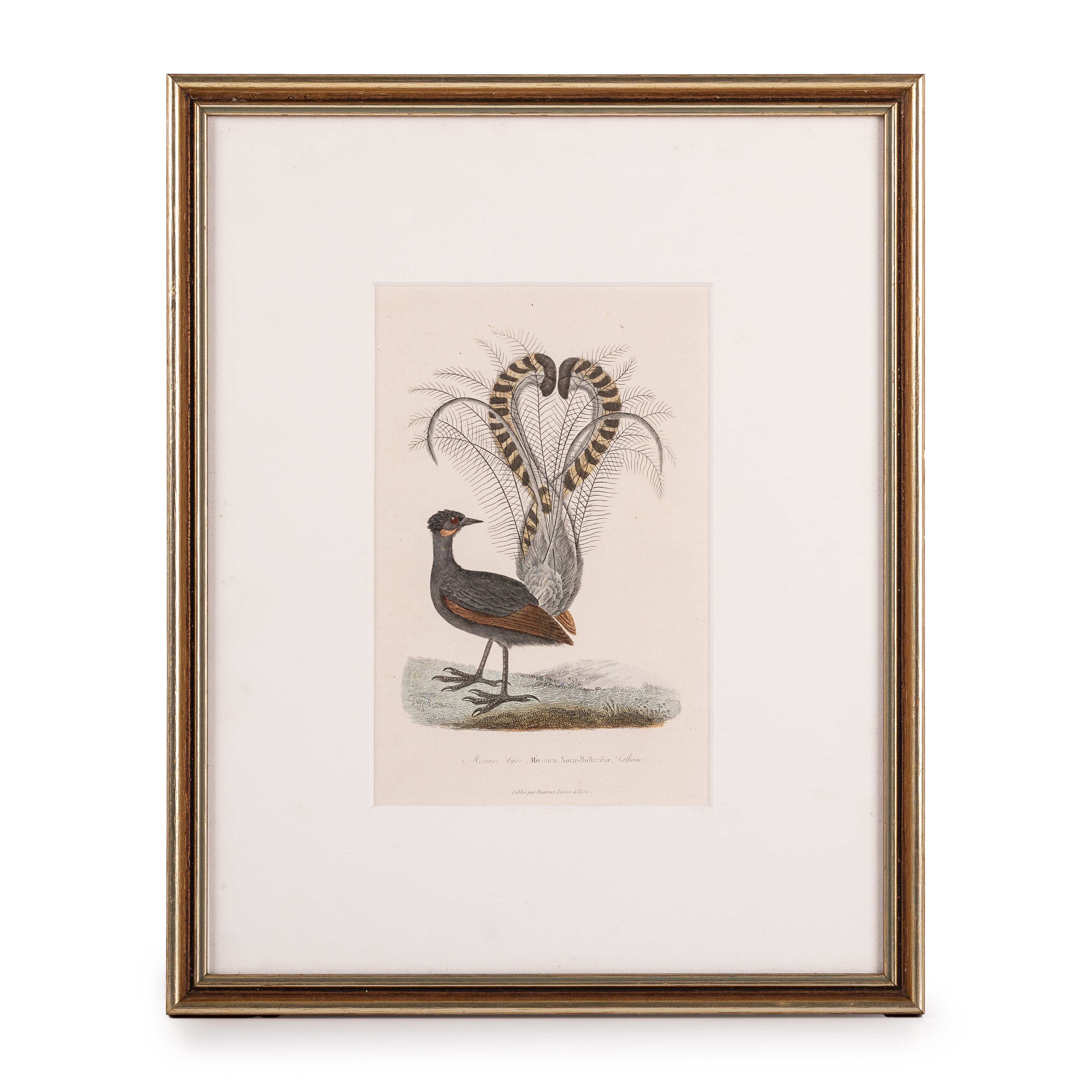 France, Series Of Varied Engravers - Lyrebird, 1840
