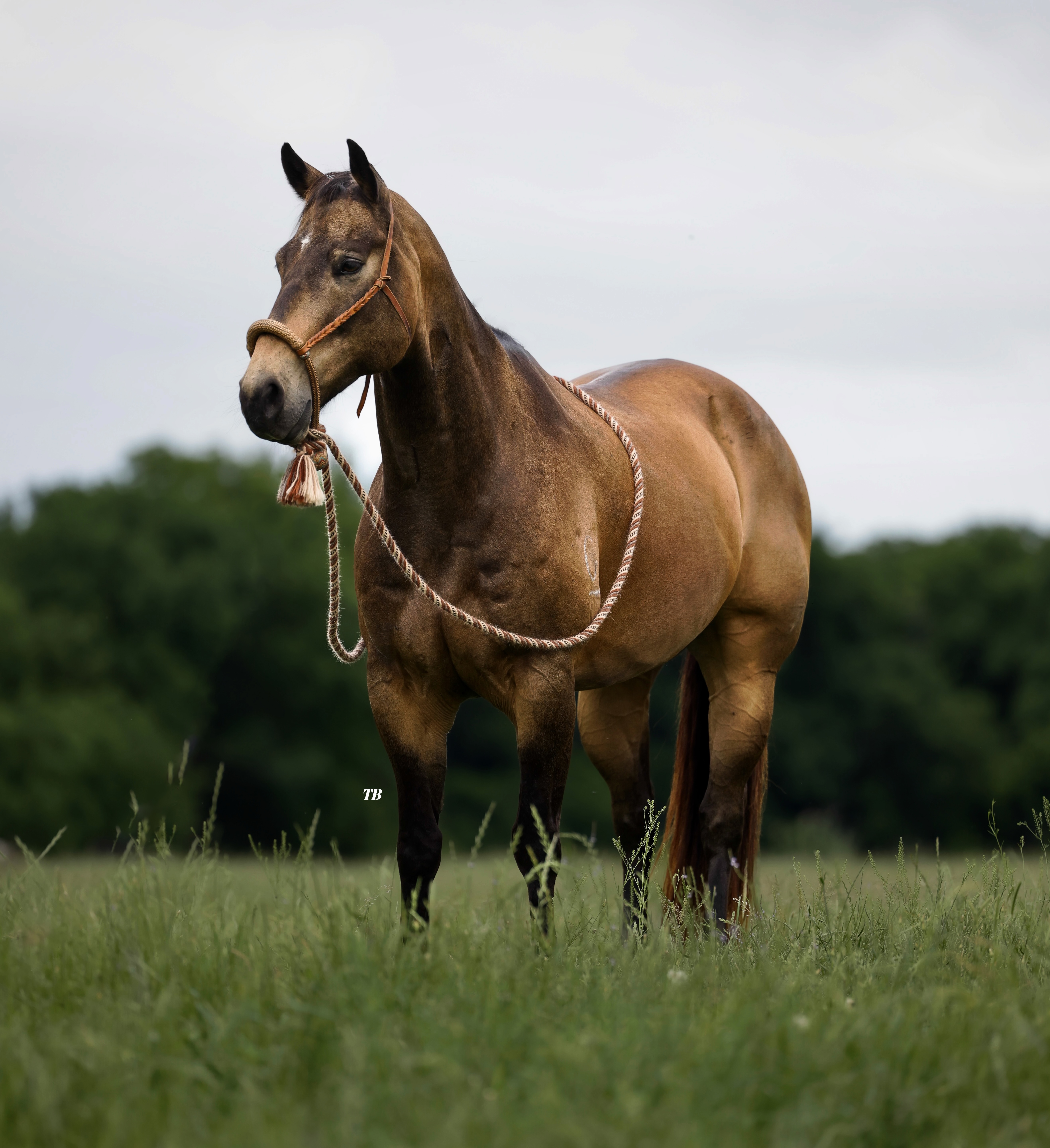PAC-MAN | Horse Bid, LLC