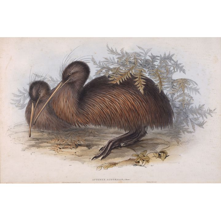 John & Elizabeth Gould 'Apteryx Australis (Kiwi)'