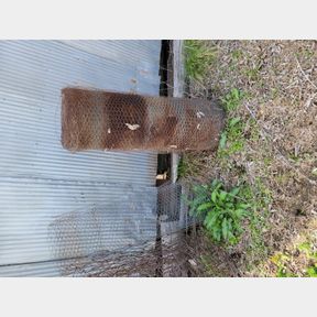 Roll of chicken wire and partial North of barn