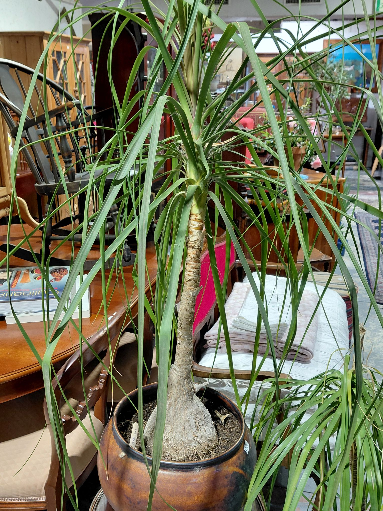 Pony Tail Palm Tree
