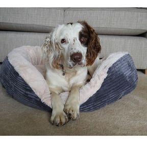 Perfect Pets Soft And Fluffy Plush Dog Bed Grey S|