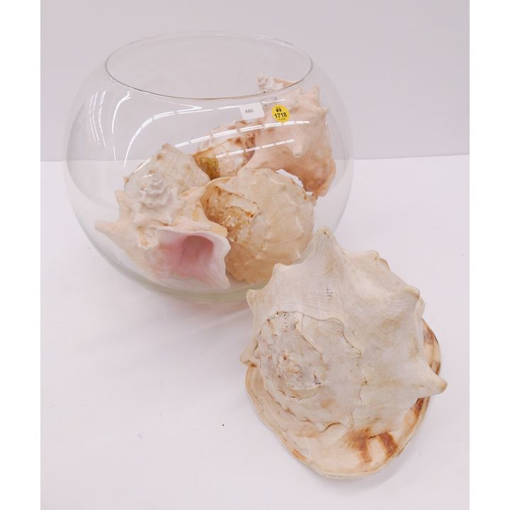 Large Fish Bowl and Conch Shells