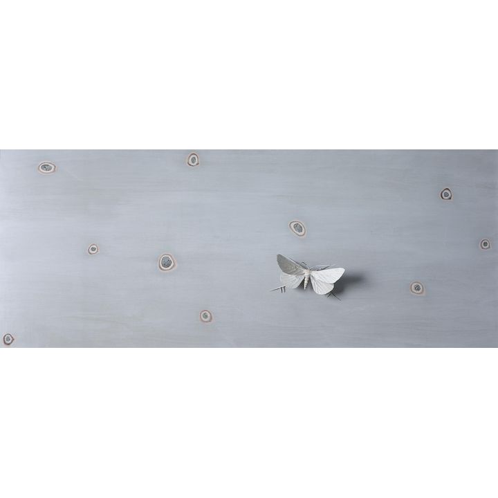Elizabeth Thomson 'Lost Moth'