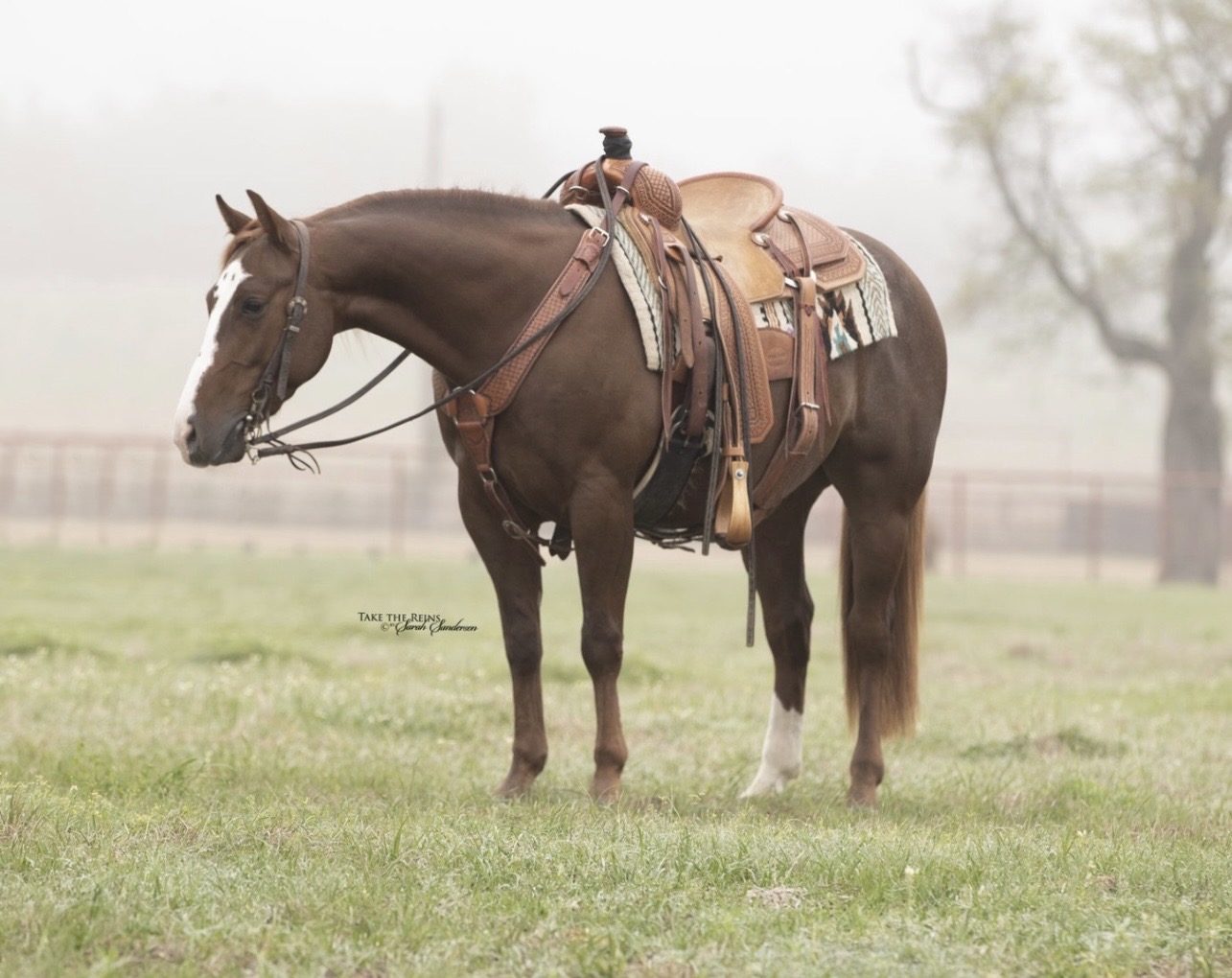 ROSCOE *by Metallic Rebel* | Horse Bid, LLC