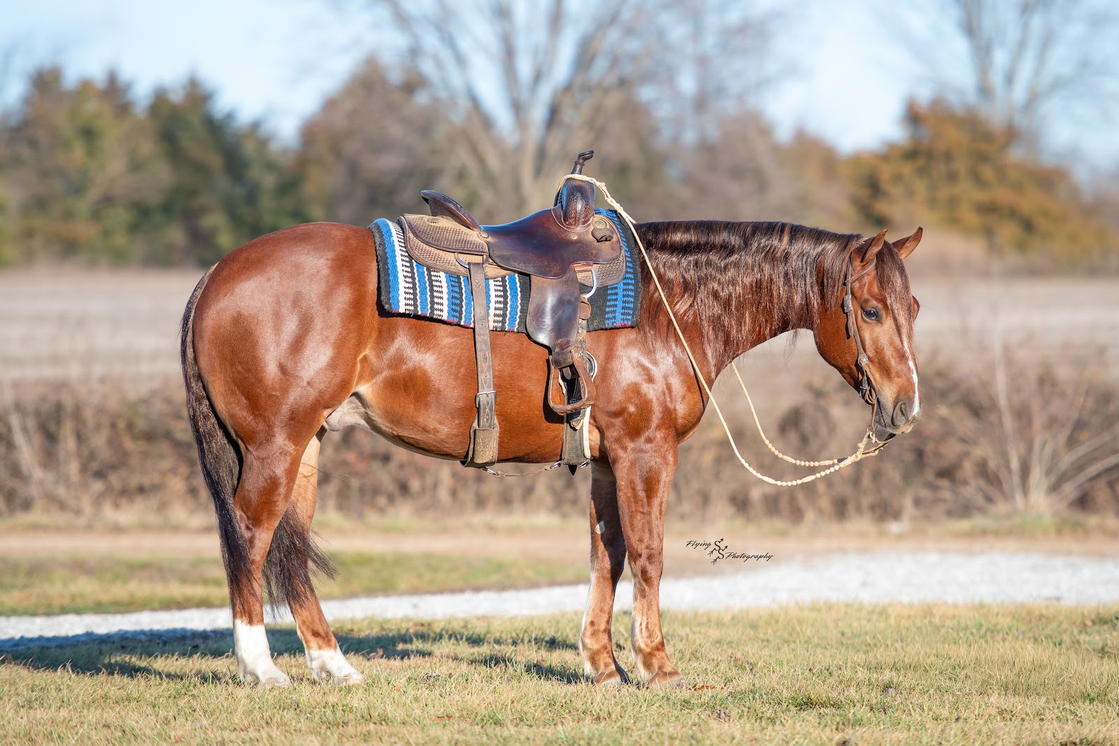 ℳ𝒶𝓇𝒸𝒽 ♦️𝐑𝐈𝐃𝐄𝐑'𝐒 𝐂𝐇𝐎𝐈𝐂𝐄♦️ | Horse Bid, LLC