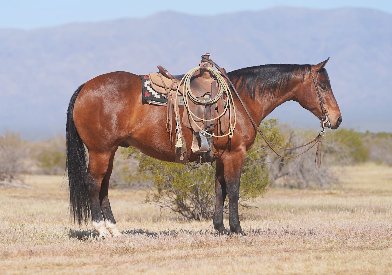 TIMON | Horse Bid, LLC