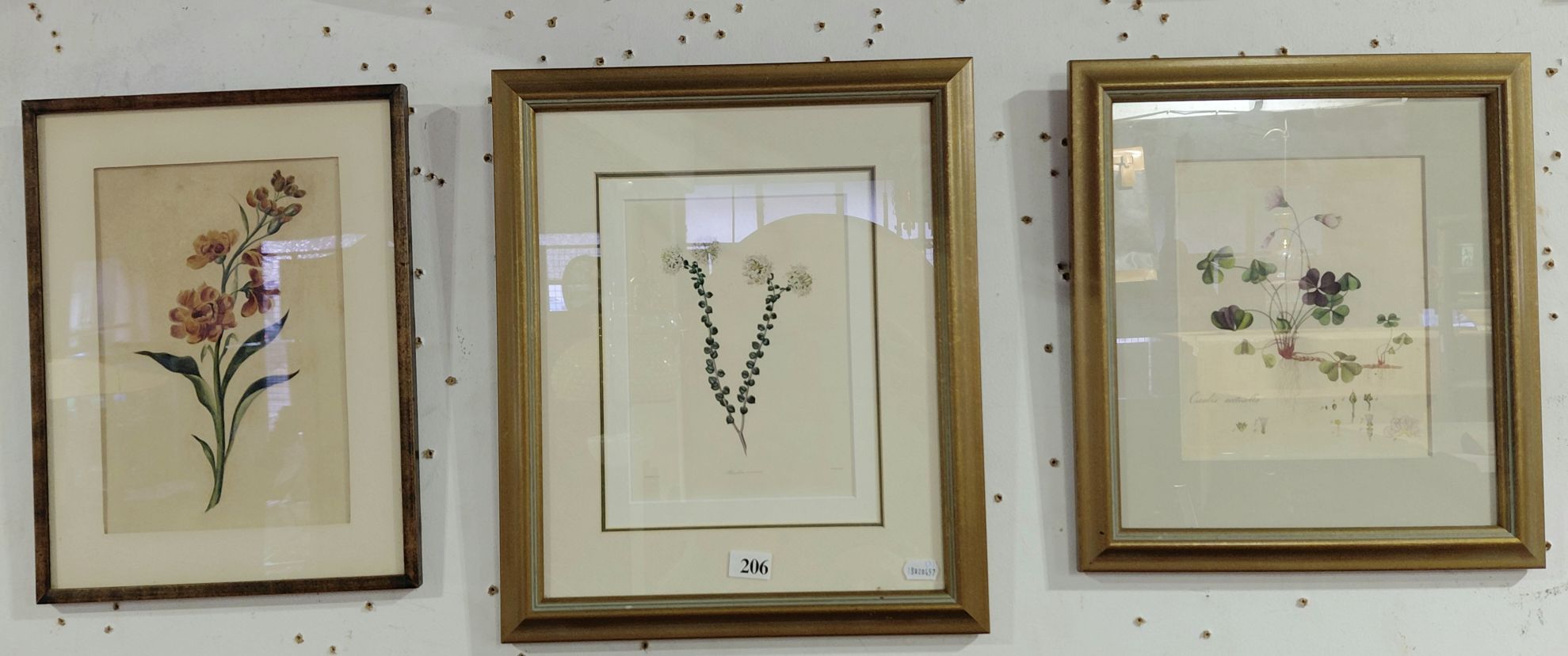 Three Botanical Pictures