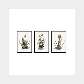 COMPOSITE FRAMED CANVAS 35 X 50 ALWYN ALOE PAINTING - 11050/1003 WHITE SMALL